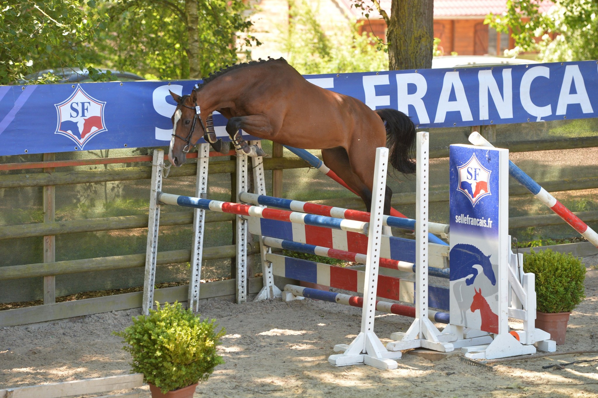 ELEVAGE DE LA FOLIE